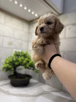 Cooper, a male Maltipoo for sale in Dallas, TX – 5 of 5