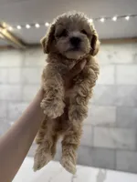 Cooper, a male Maltipoo for sale in Dallas, TX – 3 of 5
