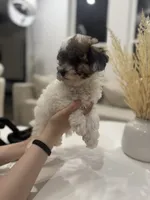Bentley, a male Maltipoo for sale in Dallas, TX – 2 of 5