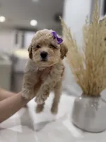 Dixie, a female Maltipoo for sale in Dallas, TX – 3 of 5