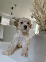 Zoe, a female Maltipoo for sale in Dallas, TX – 4 of 4