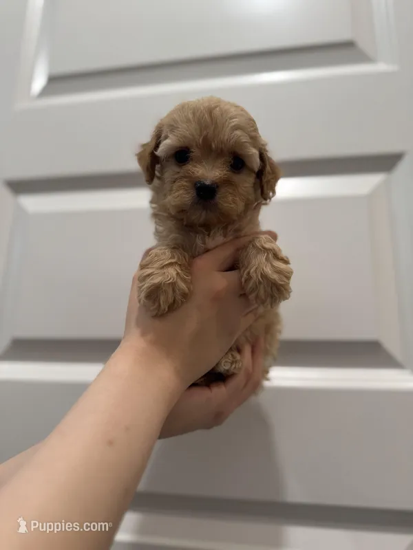 Cooper – Maltipoo puppy for sale in Dallas, TX