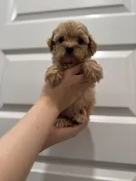 Cooper, a male Maltipoo for sale in Dallas, TX – Photo 3 of 3