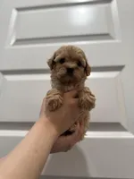 Cooper, a male Maltipoo for sale in Dallas, TX – Photo 2 of 3