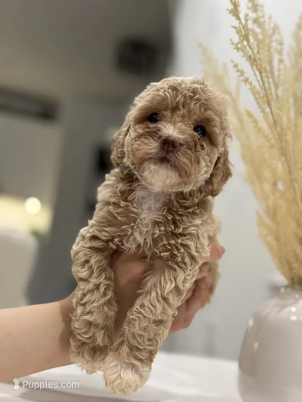 Leo – Poodle - Miniature  puppy for sale in Dallas, TX