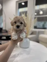 Daisy, a female Maltipoo for sale in Dallas, TX – 1 of 5