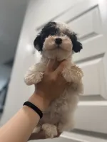 Daisy, a female Maltipoo for sale in Dallas, TX – 5 of 5