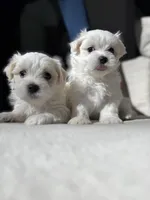 Gasper, a male Maltese for sale in Dallas, TX – 4 of 4