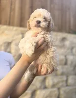 Bailey, a male Maltipoo for sale in Dallas, TX – 4 of 4