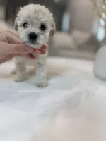 Olivia, a female Maltipoo for sale in Dallas, TX – 4 of 5