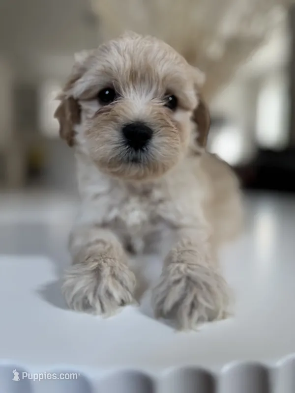 Zoe – Maltipoo puppy for sale in Dallas, TX