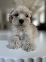 Zoe, a female Maltipoo for sale in Dallas, TX – 1 of 3