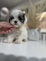 Ted, a male Shihpoo for sale in Dallas, TX – 1 of 4