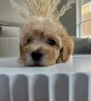 Tucker, a male Maltipoo for sale in Dallas, TX – 2 of 4