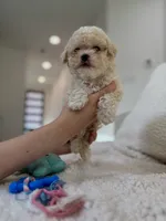 Holly, a female Maltipoo for sale in Dallas, TX – 3 of 4