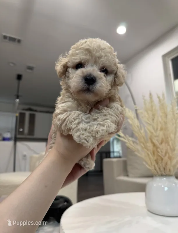 Oliver – Maltipoo puppy for sale in Dallas, TX