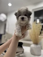 Charlie, a male Maltipoo for sale in Dallas, TX – 7 of 7