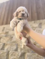 Bailey, a male Maltipoo for sale in Dallas, TX – 2 of 4
