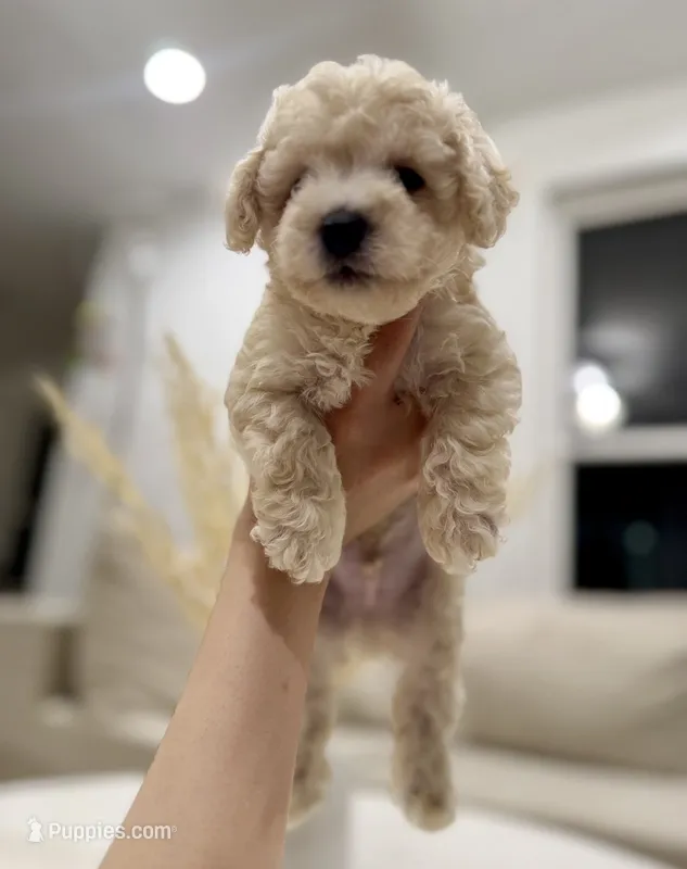 Otis – Maltipoo puppy for sale in Dallas, TX