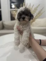 Bentley, a male Maltipoo for sale in Dallas, TX – 5 of 5