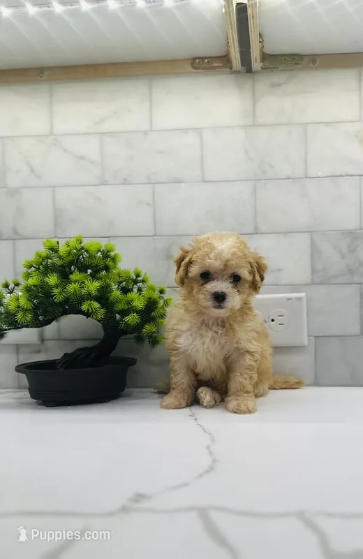 Ginger – Maltipoo puppy for sale in Dallas, TX