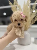 Penny, a female Maltipoo for sale in Dallas, TX – 2 of 4