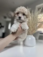 Ginger, a female Maltipoo for sale in Dallas, TX – Photo 3 of 4