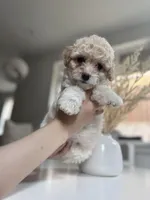 Ginger, a female Maltipoo for sale in Dallas, TX – Photo 4 of 4