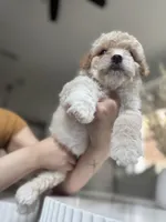 Ginger, a female Maltipoo for sale in Dallas, TX – Photo 2 of 4