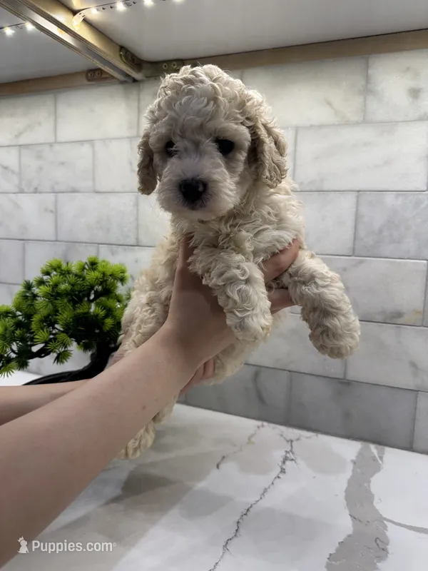 Baxter – Maltipoo puppy for sale in Dallas, TX