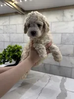 Baxter, a male Maltipoo for sale in Dallas, TX – 1 of 6