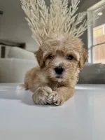 Tucker, a male Maltipoo for sale in Dallas, TX – 3 of 4