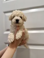 Otis, a male Maltipoo for sale in Dallas, TX – 2 of 4