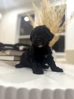 Luna, a female Poodle - Toy  for sale in Dallas, TX – 2 of 5
