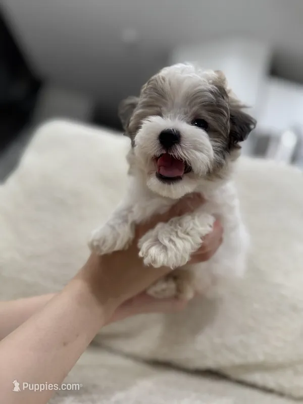 Charlie – Maltipoo puppy for sale in Dallas, TX