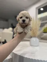 Oliver, a male Maltipoo for sale in Dallas, TX – 3 of 4