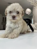 Scooby, a male Maltipoo for sale in Dallas, TX – 3 of 3