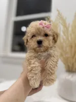 Penny, a female Maltipoo for sale in Dallas, TX – 4 of 4