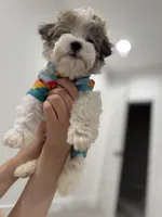 Charlie, a male Maltipoo for sale in Dallas, TX – 3 of 7
