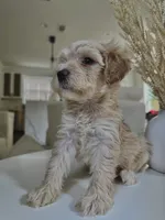 Zoe, a female Maltipoo for sale in Dallas, TX – 3 of 4
