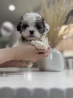 Ted, a male Shihpoo for sale in Dallas, TX – 3 of 4