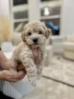 Mindy, a female Maltipoo for sale in Dallas, TX – 1 of 3