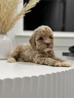 Leo, a male Poodle - Miniature  for sale in Dallas, TX – 3 of 3