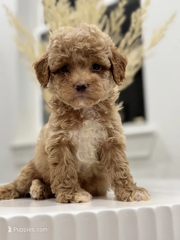 Rocky – Poodle - Toy  puppy for sale in Dallas, TX