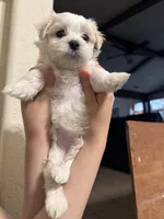 Maxy, a male Maltipoo for sale in Dallas, TX – 2 of 4