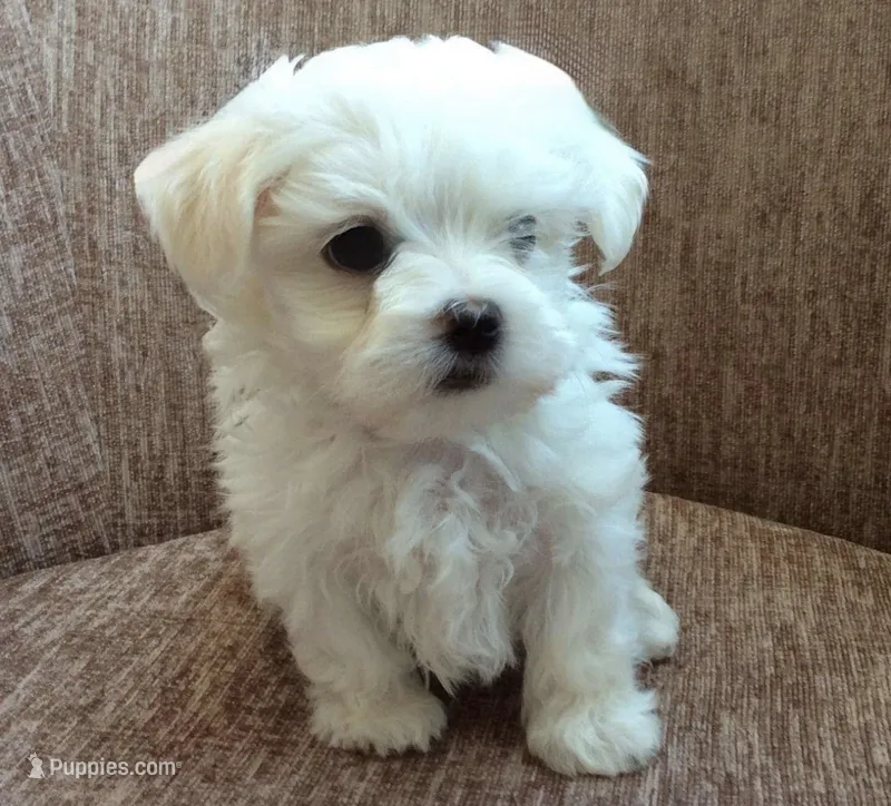 Gasper – Maltese puppy for sale in Dallas, TX