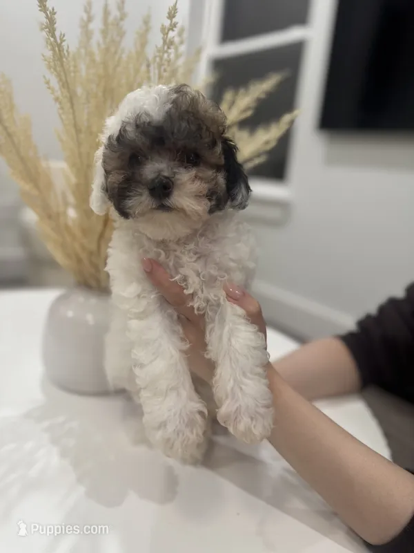 Bentley – Maltipoo puppy for sale in Dallas, TX