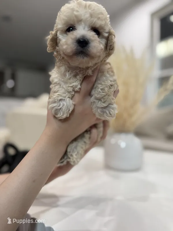 Archie – Maltipoo puppy for sale in Dallas, TX