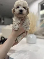Archie, a male Maltipoo for sale in Dallas, TX – 1 of 3