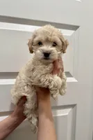 Mindy, a female Maltipoo for sale in Dallas, TX – 2 of 3